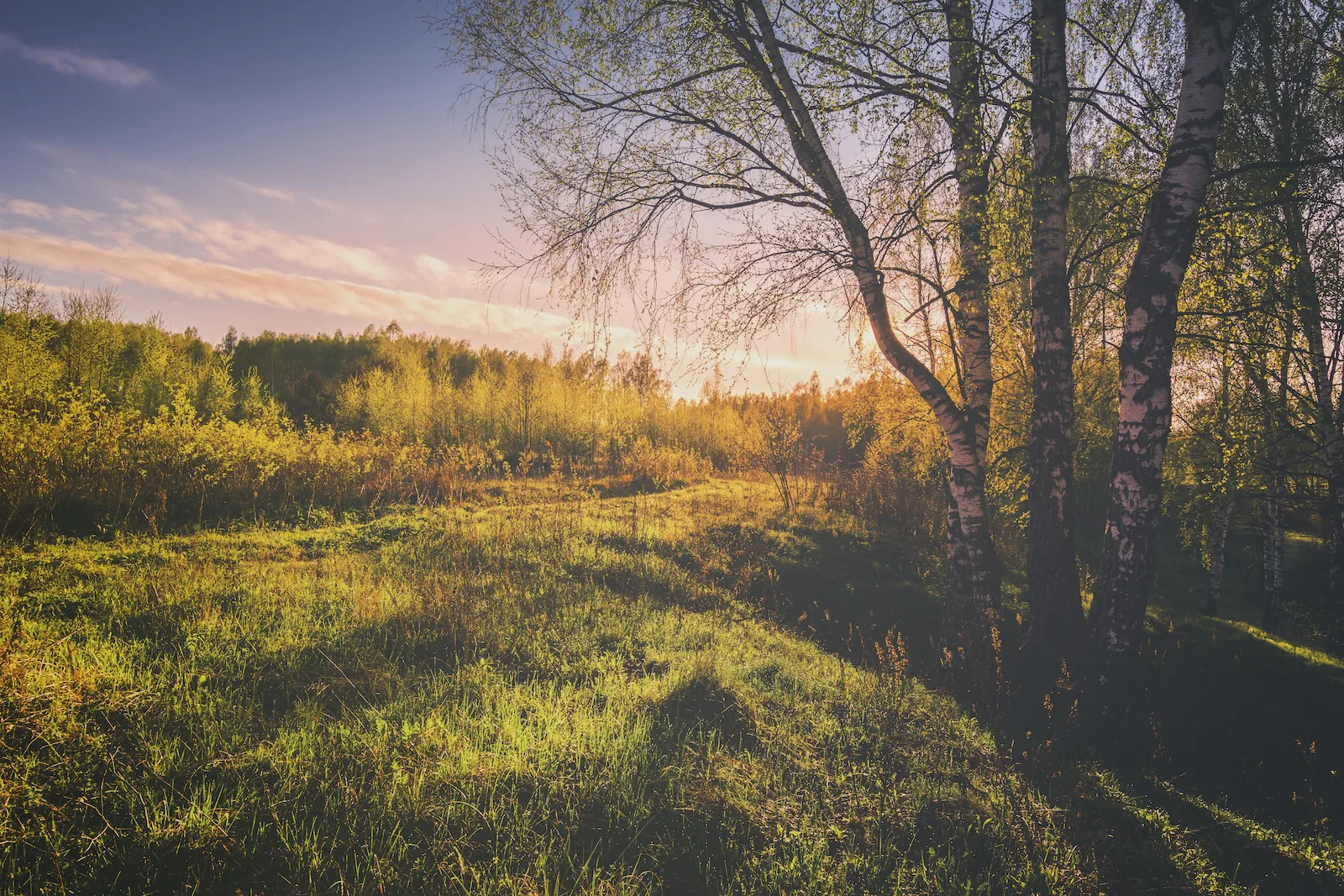 sunset-sunrise-spring-birch-forest-with-bright-young-foliage-glowing-rays-sun-shadows-from-trees-vintage-film-aesthetic-springtime-landscape copy.jpg